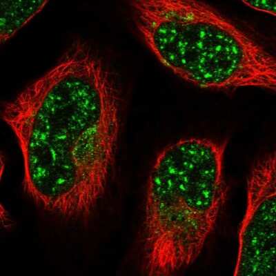 Immunocytochemistry/ Immunofluorescence: ZNF527 Antibody [NBP1-93572]