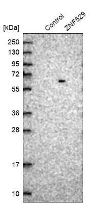 Western Blot: ZNF529 Antibody [NBP1-81396]