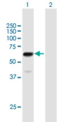 Western Blot: ZNF530 Antibody [H00348327-B01P]