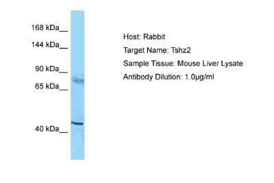 Western Blot: ZNF537 Antibody [NBP2-83864]