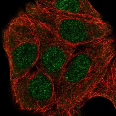 Immunocytochemistry/ Immunofluorescence: ZNF541 Antibody [NBP2-56138]