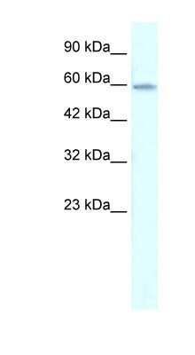 Western Blot: ZNF543 Antibody [NBP1-79992]