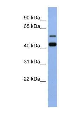 Western Blot: ZNF547 Antibody [NBP1-80283]