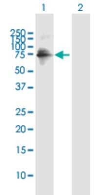 Western Blot: ZNF549 Antibody [H00256051-B01P]