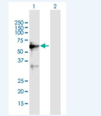 Western Blot: ZNF554 Antibody [H00115196-B01P-50ug]