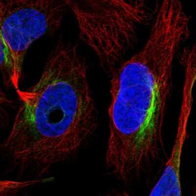 Immunocytochemistry/ Immunofluorescence: ZNF557 Antibody [NBP1-81084]