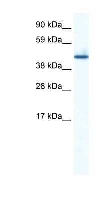 Western Blot: ZNF557 Antibody [NBP1-80122]