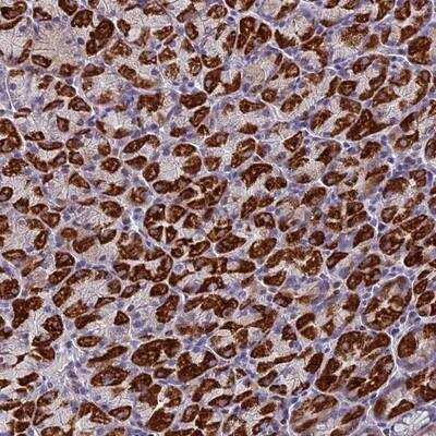 Immunohistochemistry-Paraffin: ZNF563 Antibody [NBP1-81973]