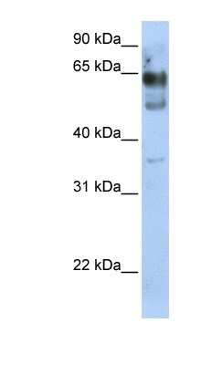 Western Blot: ZNF564 Antibody [NBP1-80144]