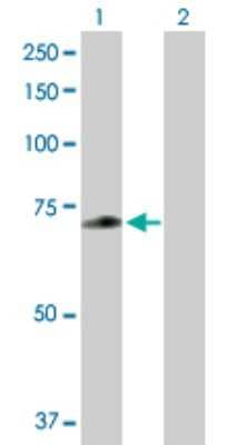 Western Blot: ZNF567 Antibody [H00163081-B01P]