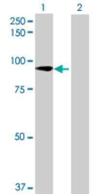 Western Blot: ZNF573 Antibody [H00126231-B01P]