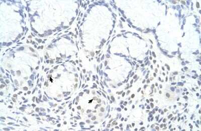 Immunohistochemistry-Paraffin: ZNF580 Antibody [NBP1-80333]