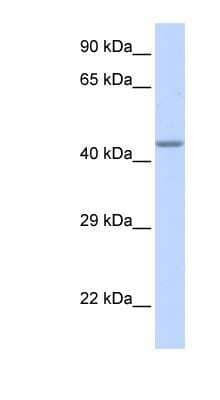 Western Blot: ZNF589 Antibody [NBP1-80275]