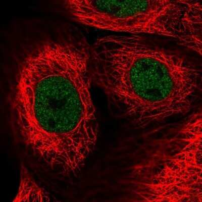 Immunocytochemistry/ Immunofluorescence: ZNF592 Antibody [NBP1-86647]