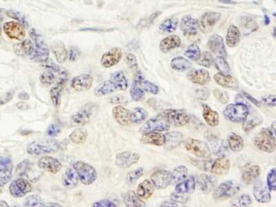 Immunohistochemistry: ZNF592 Antibody [NB100-74658]