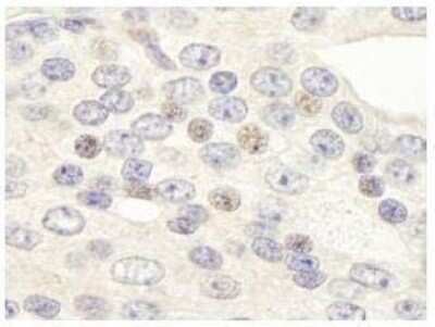 Immunohistochemistry-Paraffin: ZNF592 Antibody [NB100-74657]