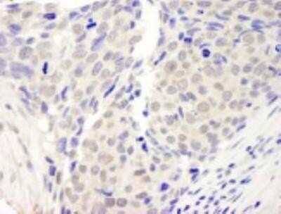 Immunohistochemistry-Paraffin: ZNF592 Antibody [NB100-74657]