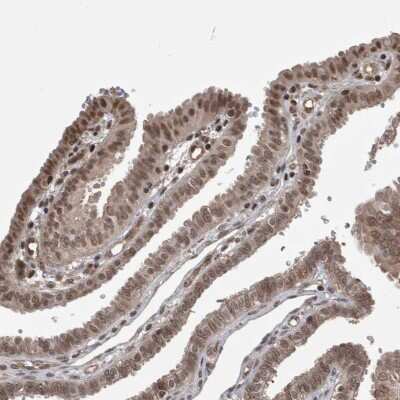 Immunohistochemistry-Paraffin: ZNF592 Antibody [NBP1-86646]