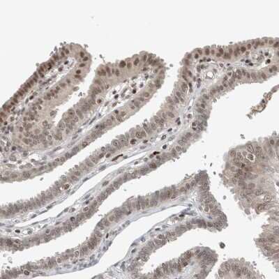 Immunohistochemistry-Paraffin: ZNF592 Antibody [NBP1-86647]