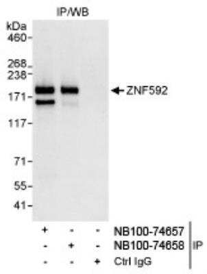 Immunoprecipitation: ZNF592 Antibody [NB100-74658]