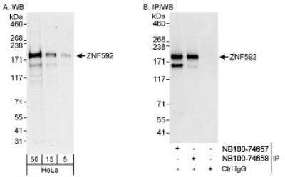 Western Blot: ZNF592 Antibody [NB100-74657]