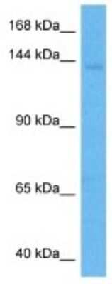 Western Blot: ZNF592 Antibody [NBP3-11016]