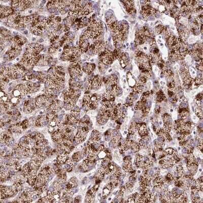 Immunohistochemistry-Paraffin: ZNF596 Antibody [NBP2-49183]