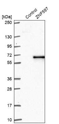 Western Blot: ZNF597 Antibody [NBP1-81982]