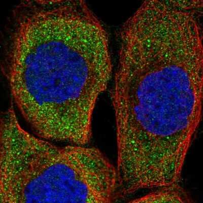 Immunocytochemistry/ Immunofluorescence: ZNF598 Antibody [NBP1-84658]