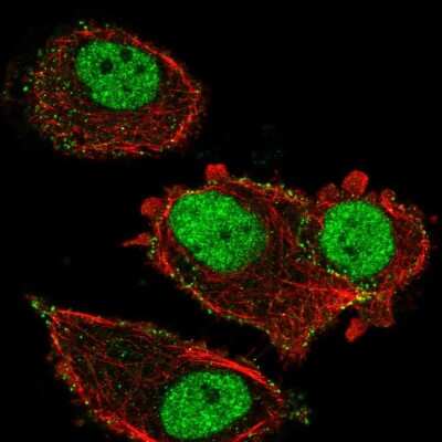 Immunocytochemistry/ Immunofluorescence: ZNF605 Antibody [NBP2-56842]