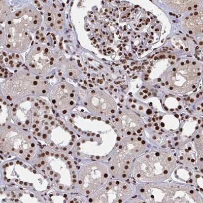 Immunohistochemistry-Paraffin: ZNF607 Antibody [NBP2-33736]