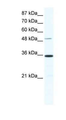 Western Blot: ZNF610 Antibody [NBP1-80182]