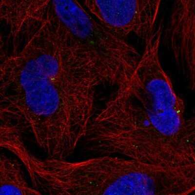 Immunocytochemistry/ Immunofluorescence: ZNF616 Antibody [NBP2-57531]