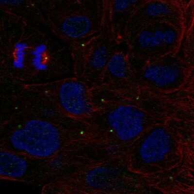 Immunocytochemistry/ Immunofluorescence: ZNF620 Antibody [NBP2-68752]