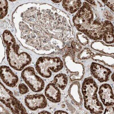 Immunohistochemistry-Paraffin: ZNF620 Antibody [NBP1-81064]