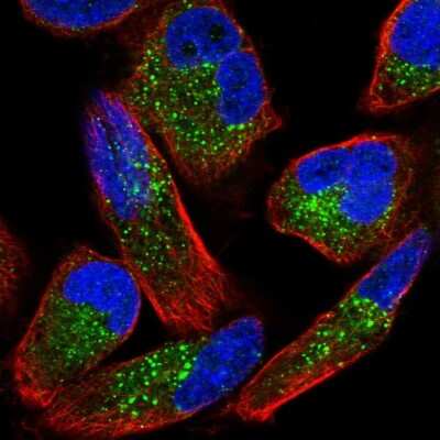 Immunocytochemistry/ Immunofluorescence: ZNF624 Antibody [NBP2-48561]