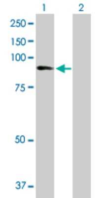 Western Blot: ZNF624 Antibody [H00057547-B01P]