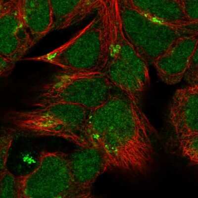 Immunocytochemistry/ Immunofluorescence: ZNF629 Antibody [NBP1-93643]