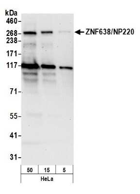 Western Blot: ZNF638 Antibody [NB100-77290]