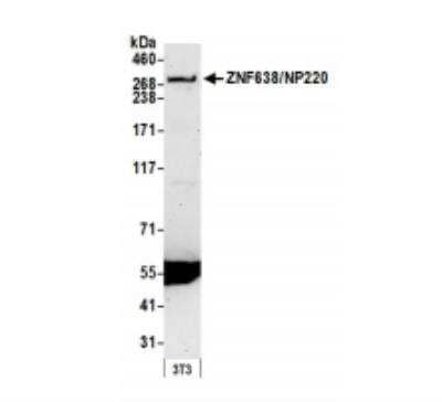 Western Blot: ZNF638 Antibody [NB100-77291]