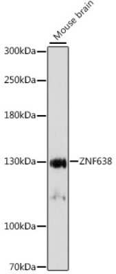 Western Blot: ZNF638 AntibodyAzide and BSA Free [NBP2-94191]