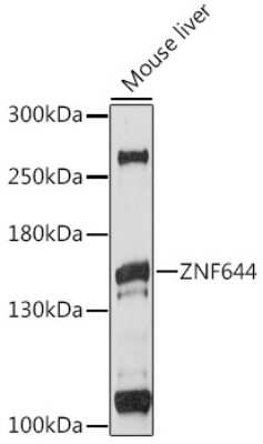 Western Blot: ZNF644 AntibodyAzide and BSA Free [NBP2-93916]