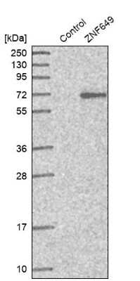 Western Blot: ZNF649 Antibody [NBP1-82288]