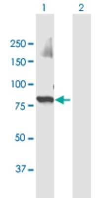 Western Blot: ZNF650 Antibody [H00130507-B01P]