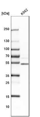 Western Blot: ZNF650 Antibody [NBP1-87996]