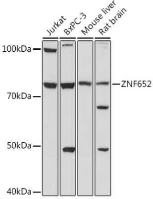 Western Blot: ZNF652 AntibodyAzide and BSA Free [NBP3-15580]