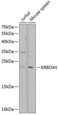 Western Blot: ZNF673 AntibodyBSA Free [NBP2-94028]