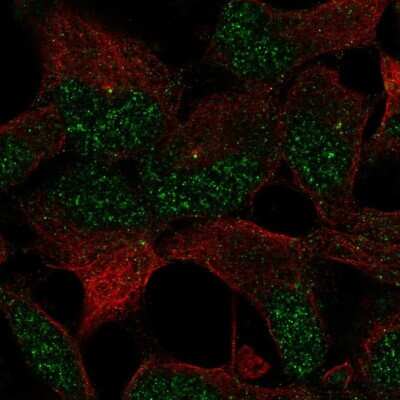 Immunocytochemistry/ Immunofluorescence: ZNF677 Antibody [NBP1-82676]