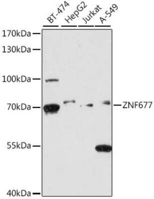 Western Blot: ZNF677 AntibodyAzide and BSA Free [NBP2-93999]