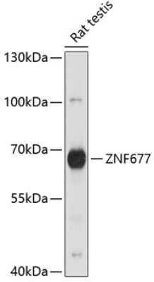 Western Blot: ZNF677 AntibodyAzide and BSA Free [NBP2-95155]